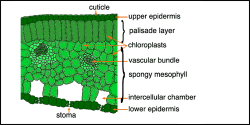 Cross-section through a typical leaf