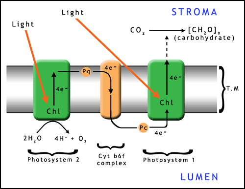 Photosystems and electron flow