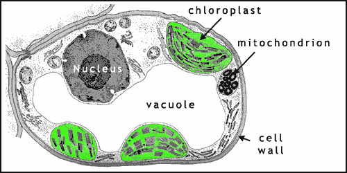A typical plant cell, illustrating some key organelles (image source: here)