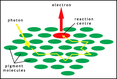 absorption of a photon and energy transfer within a photosystem